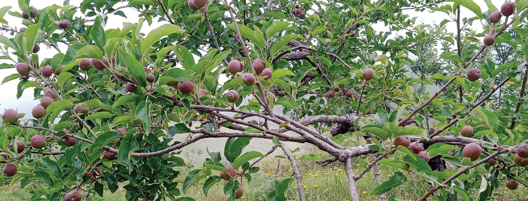 बैतडीको सतबाँझमा लटरम्मै फल्न थाल्यो गोल्डेन स्याउ